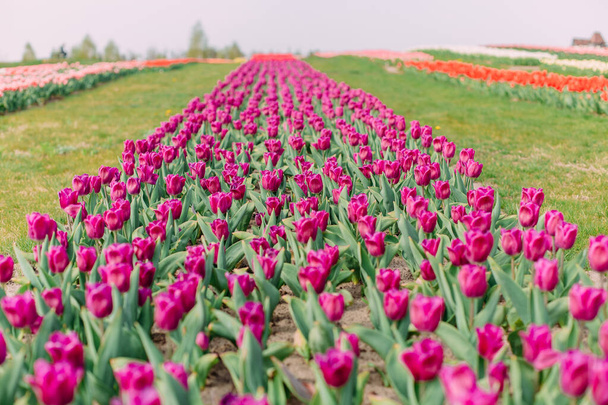 row of red tulips on the field summer flower season - Photo, image