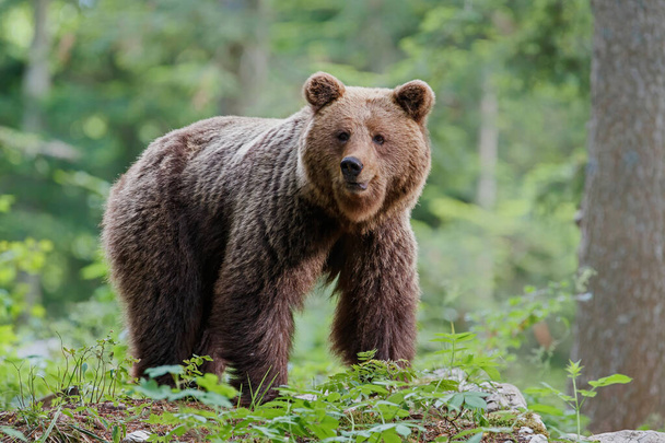 Ruskea karhu - läheinen kohtaaminen ison naaraspuolisen villikarhun kanssa, joka etsii ruokaa Notranjskan alueen metsästä ja vuorilta Sloveniassa
 - Valokuva, kuva