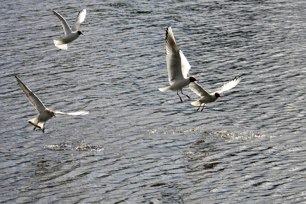 Mewy rzeczne latają nad wodą szukając ryb. Małe fale na powierzchni jeziora - Zdjęcie, obraz