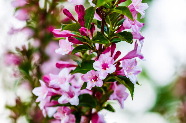 Zblízka krásné růžové květy Weigela izolované v zahradě. - Fotografie, Obrázek