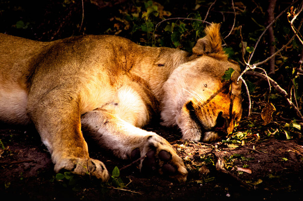 Joven león descansando en el Parque Nacional Chobe, Botsuana
 - Foto, imagen