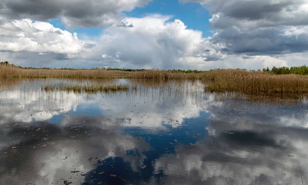 paysage printanier avec un lac de tourbière développé, prairies marécageuses et tourbières merveilleux cumulus nuages et réflexions dans l'eau, bruyère de Sedas, Lettonie
 - Photo, image