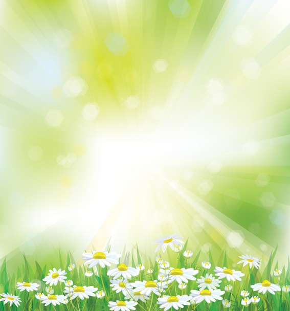 Vector spring background with white chamomiles. - Vector, Image