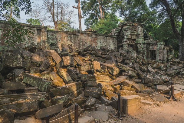 Огромное дерево Баньян Древний Ангкор Ват руины Панорама Восход Азии. Сием-Рип, Камбоджа
 - Фото, изображение