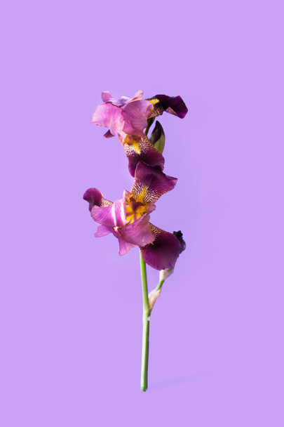 Krásná duhovka květina na fialovém pozadí - Fotografie, Obrázek