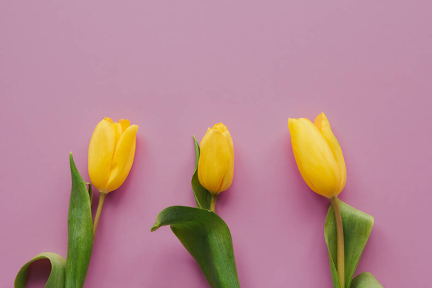 Yellow tulips on a pink isolated background copy space. - Zdjęcie, obraz