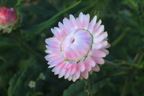 květina z Thajska - Fotografie, Obrázek