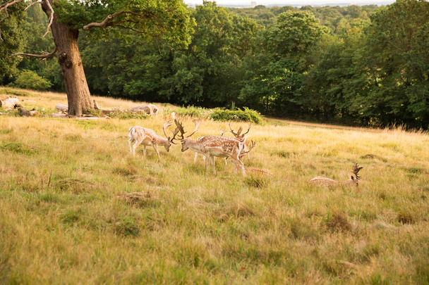 ロンドンのリッチモンド公園にある赤い斑点の鹿のグループ. - 写真・画像