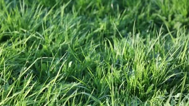Outdoor short clip of new and fresh green grass. Selected focus. Blur background. - Materiał filmowy, wideo