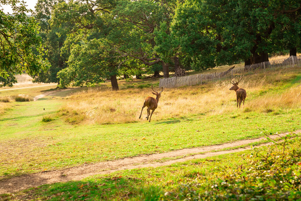 Два красных оленя в Ричмонд-парке, Лондон
. - Фото, изображение