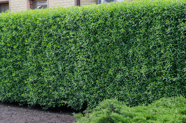 зеленый подстриженный куст на заднем плане двора
  - Фото, изображение
