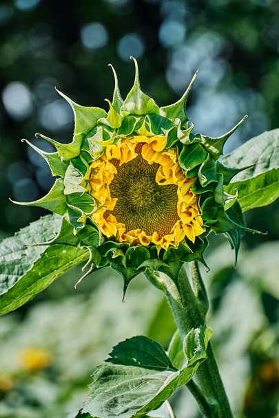 Opening bud of bright sunflower in the center of the frame with blurred bokeh. Yellow pattern of blooming sunflower seeds with petals. - Photo, Image