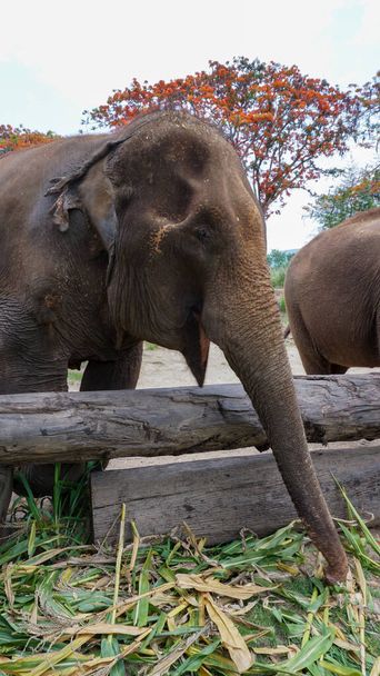 Groep volwassen olifanten die suikerriet en bamboe voeren in Elephant Care Sanctuary, Mae Tang, provincie Chiang Mai, Thailand. - Foto, afbeelding
