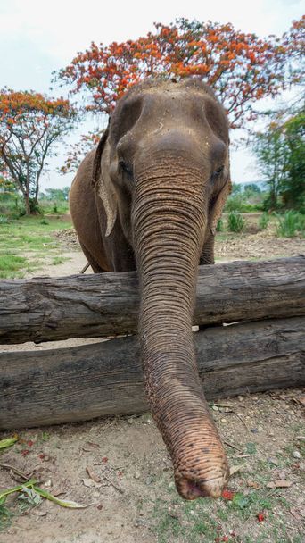 Група дорослих слонів годує цукрову тростину і бамбук в Elephant Care Sanctuary, Mae Tang, провінція Чіангмай, Таїланд.. - Фото, зображення