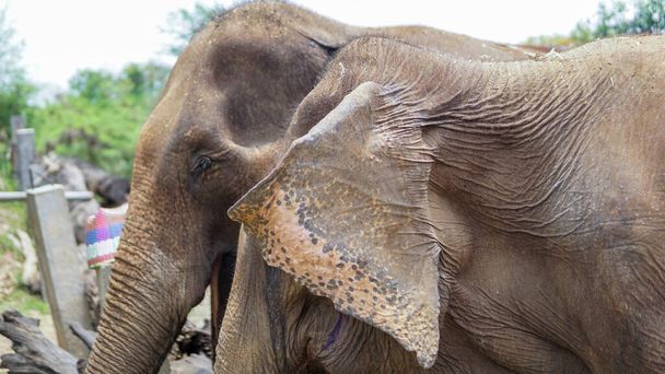 Grupo de elefantes adultos que alimentan con caña de azúcar y bambú en Elephant Care Sanctuary, Mae Tang, provincia de Chiang Mai, Tailandia
. - Foto, Imagen