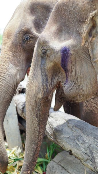 象のケアサンクチュアリ、メータン、チェンマイ県、タイでサトウキビと竹を給餌する大人の象のグループ. - 写真・画像