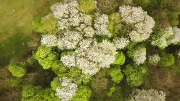 Vista aérea da floresta de primavera com árvores brancas florescendo em florestas densas. - Filmagem, Vídeo