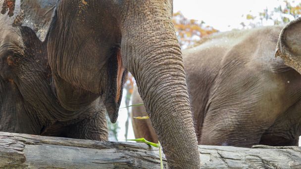 象のケアサンクチュアリ、メータン、チェンマイ県、タイでサトウキビと竹を給餌する大人の象のグループ. - 写真・画像