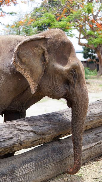 Gruppe erwachsener Elefanten füttert Zuckerrohr und Bambus im Elephant Care Sanctuary, Mae Tang, Provinz Chiang Mai, Thailand. - Foto, Bild
