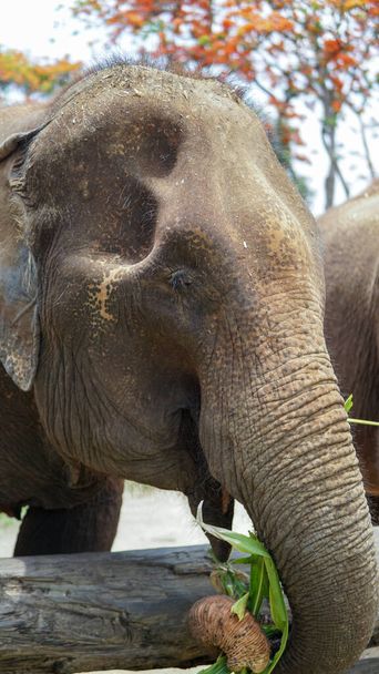 Grupo de elefantes adultos que alimentan con caña de azúcar y bambú en Elephant Care Sanctuary, Mae Tang, provincia de Chiang Mai, Tailandia
. - Foto, imagen