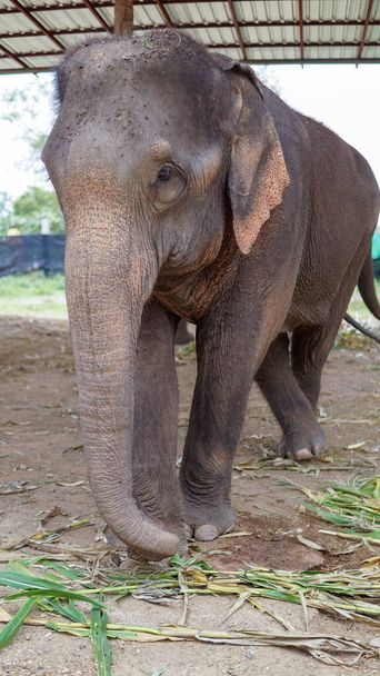 Fil Bakım Evi, Mae Tang, Chiang Mai, Tayland 'da şeker kamışı ve bambu besleyen bir grup yetişkin fil.. - Fotoğraf, Görsel