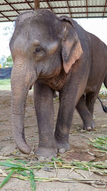 Gruppo di elefanti adulti che alimentano canna da zucchero e bambù nel Santuario dell'Elefante, Mae Tang, provincia di Chiang Mai, Thailandia
. - Foto, immagini