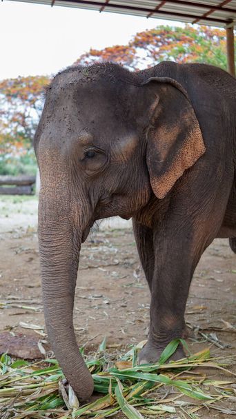 Группа взрослых слонов кормит сахарным тростником и бамбуком в Святилище по уходу за слонами, Мэй Тан, провинция Чиангмай, Таиланд
. - Фото, изображение