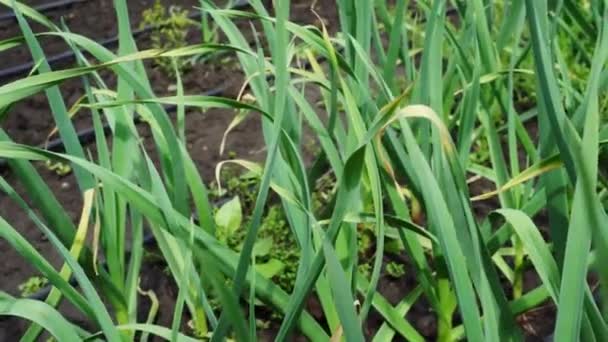 Zelená cibule lůžek na pozemku zahrady - Záběry, video