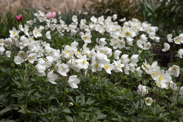 Anemone sylvestris (Snowdrop Anemone) - białe wiosenne kwiaty kwitną w wiosennym ogrodzie w pogodny dzień. Trawnik z wielu delikatnych kwiatów, tło - Zdjęcie, obraz
