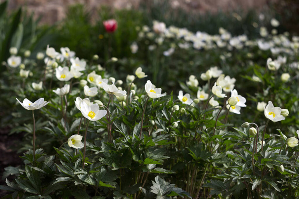 Anemone sylvestris (Snowdrop Anemone) - white spring flowers bloom in the spring garden on a clear day. Lawn of many delicate flowers, background - Photo, Image
