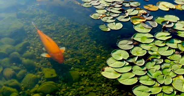 színes koi hal a tóban úszó között vízililiom egy mesterséges tóban - Felvétel, videó