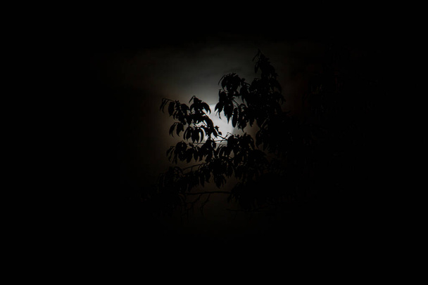 Una rama cuelga frente a la luna llena en una de esas noches oscuras - Foto, imagen