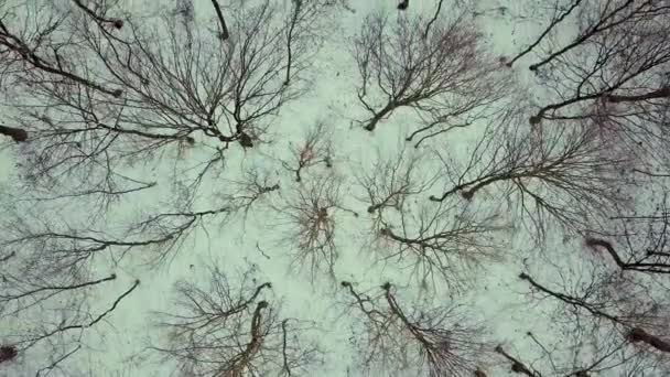 Letecký pohled na holý zimní les. - Záběry, video