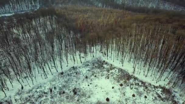 Vue aérienne de la forêt d'hiver nue. - Séquence, vidéo