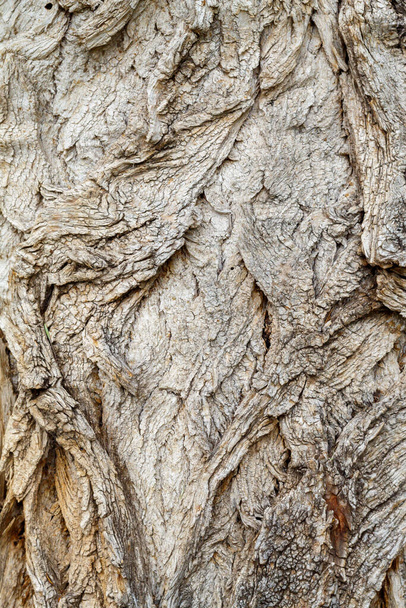 Old Weathered Tree Bark Texture - Photo, Image