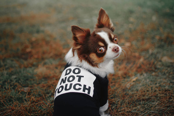 chihuahua dog portrait outdoors in a funny jacket - Φωτογραφία, εικόνα