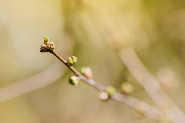 Twig with young blossoming leaves in the spring. Buds bloom on a tree. - Foto, immagini