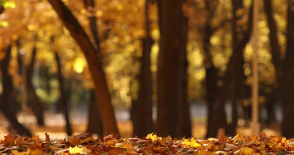 Charmant landschap van een zeer mooie gele gebladerte valt van oude bomen in het najaar park. - Video