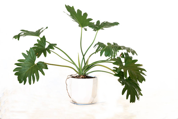 Philodendron bipinnatifidum pot plant - Photo, Image