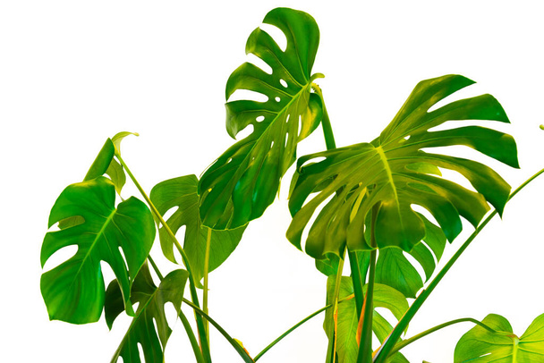 Monstera  green leaves and stems in casual fashion selective soft on white pot isolated on white background. - Photo, Image