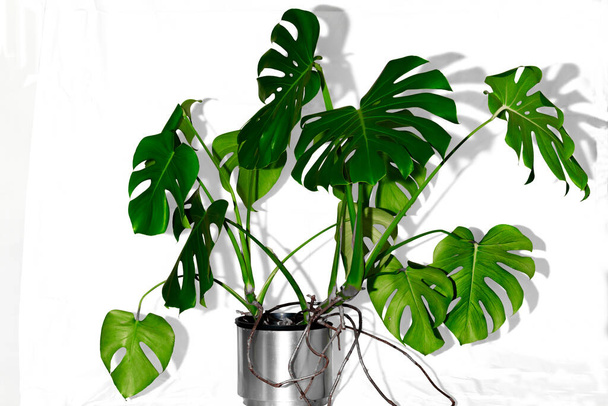 Monstera plante en pot avec des feuilles de façon occasionnelle dans le pot d'argent isolé sur fond blanc
. - Photo, image
