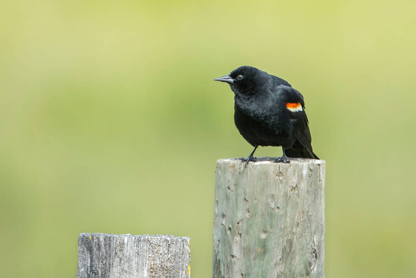 Red winged black bird is perched on a wooden post in Hauser, Idaho. - Photo, Image