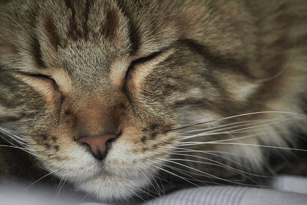 Közelkép portré -ról tabby Maine Mosómedve cica, szelektív fókusz - Fotó, kép