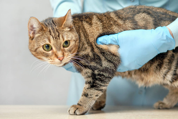 Girl doctor vet examines a cat. Close up. - Fotó, kép