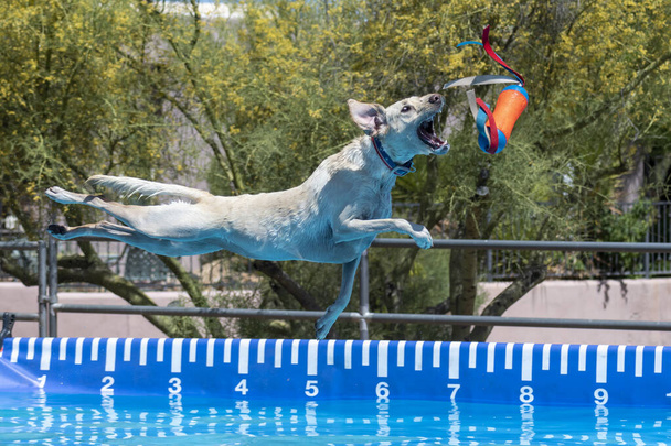 Yellow Lab cane cattura un giocattolo durante un evento dopo essere saltato da un molo sopra una piscina
 - Foto, immagini