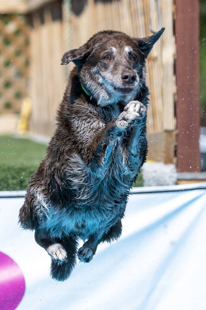 Brown Labrador Retriever pies skaczący z pomostu do basenu - Zdjęcie, obraz