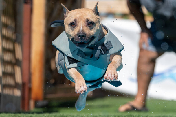 Am Staff dog in a gray floatation vest jumping into a pool - Photo, Image