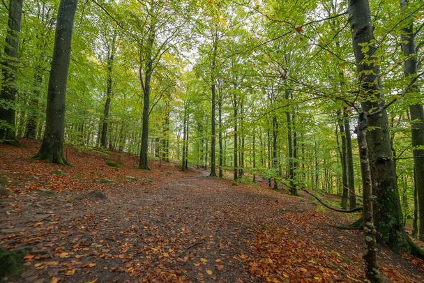 Φθινοπωρινό δάσος με φύλλα στο δρόμο, επιλεκτική εστίαση. - Φωτογραφία, εικόνα