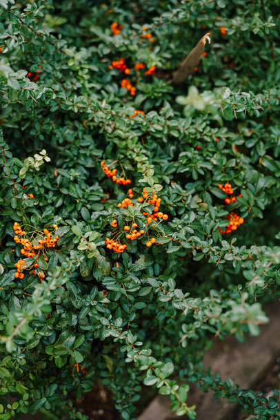 Pequenas bagas de laranja em um arbusto verde. Pyracantha é um género botânico pertencente à família Rosaceae.
. - Foto, Imagem