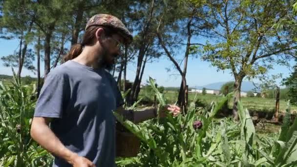 Farmer gyűjtése Purple Artichokes a gyümölcsösben.Kültéri mezőgazdasági munkák.Farmer szedés zöldségek vágó szerszámokkal.Organikus növényi betakarítási folyamat. - Felvétel, videó